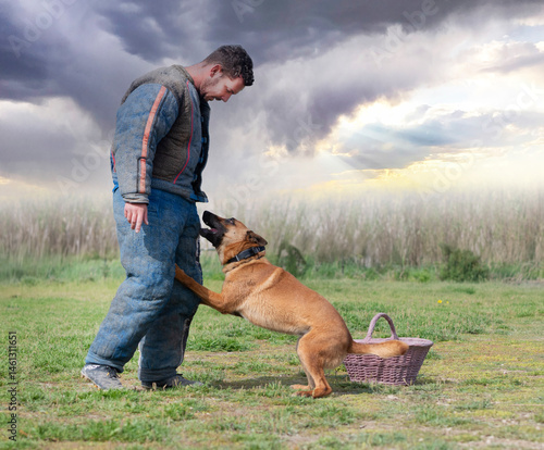 Obraz na płótnie training of belgian shepherd w salonie