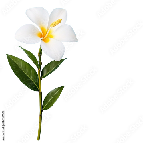 A white flower with yellow petals and a yellow center. Isolated on transparent background
