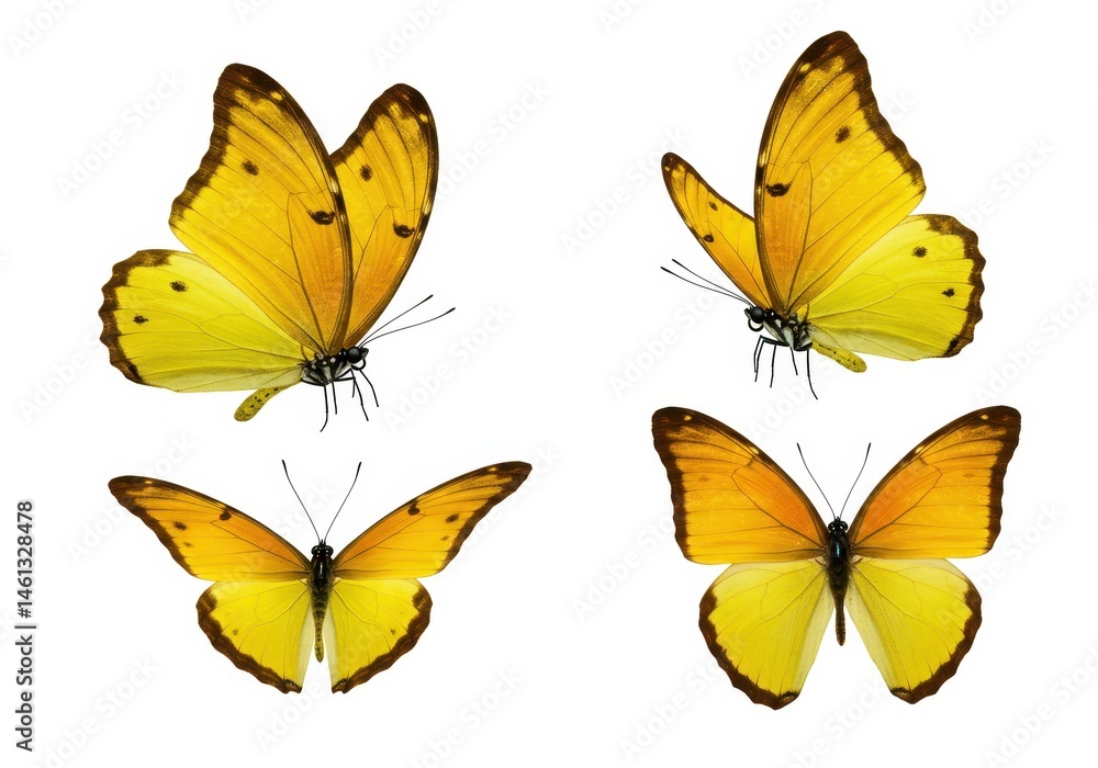 Fototapeta premium Four yellow butterflies with brown markings isolated on a white background in various poses and angles