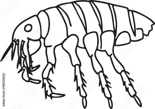 A detailed black and white of a segmented crustacean.