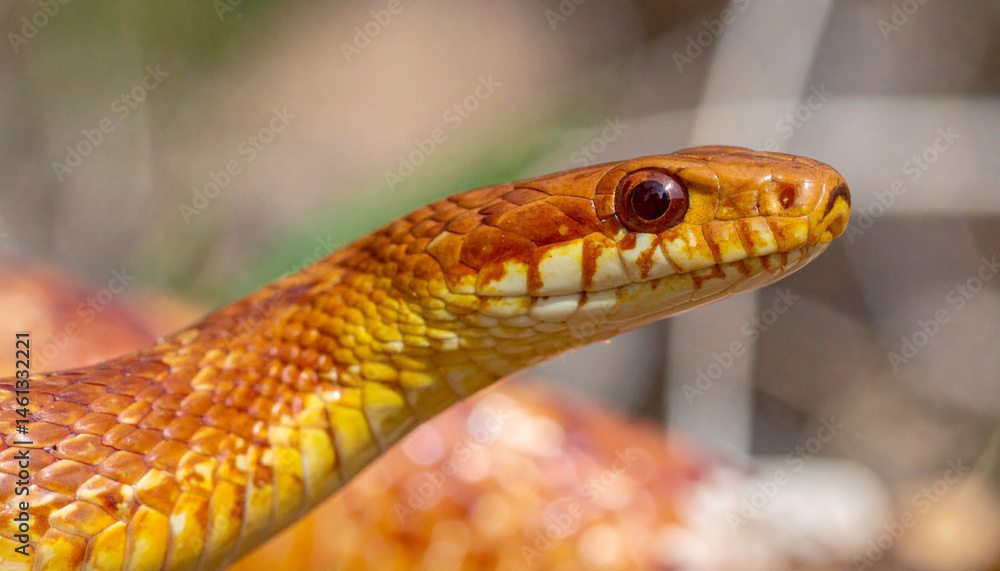Fototapeta premium Close up of a dangerous red rattlesnake head with scales in wild nature