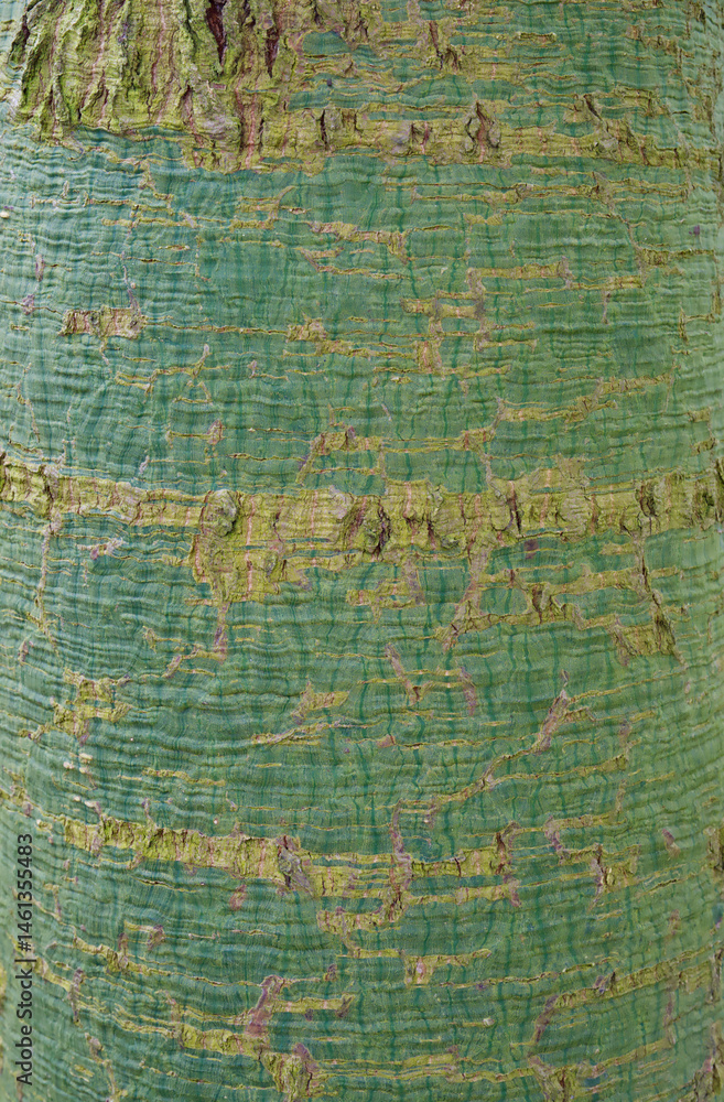 Fototapeta premium Beautiful close-up of brachychiton rupestris