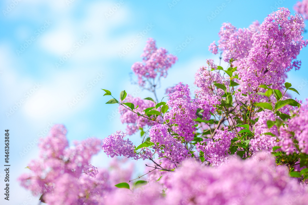 Beautiful blooming lilac flowers under a clear blue sky in springtime Beautiful blooming lilac flowers under a clear blue sky in springtime