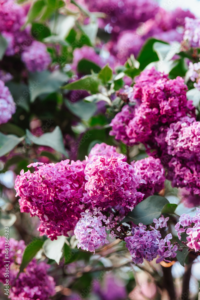 Lilac blossoms grouped together in a vibrant garden during springtime Lilac blossoms grouped together in a vibrant garden during springtime
