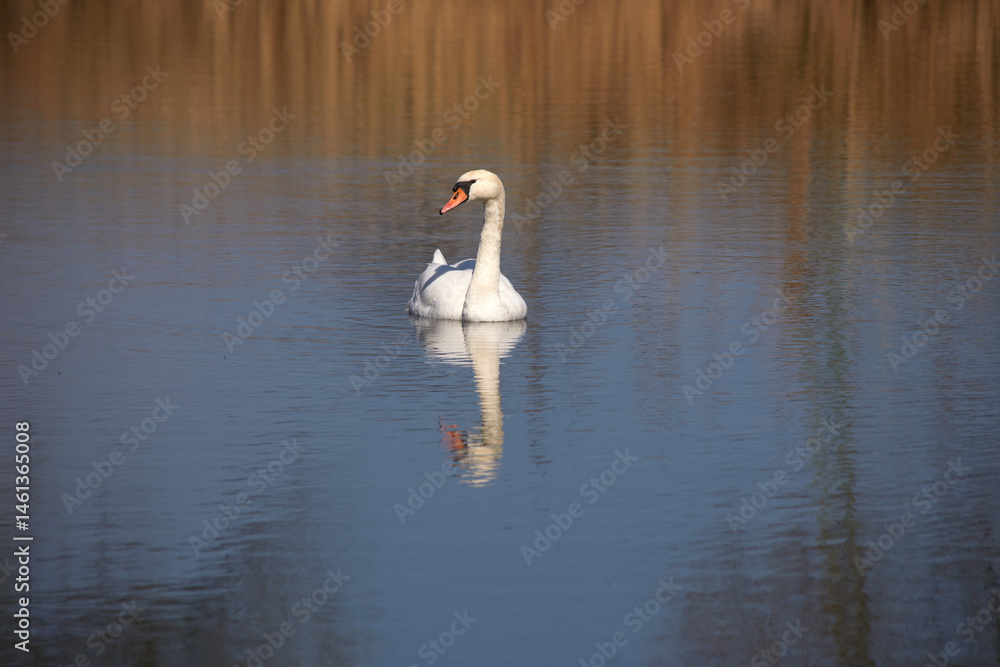 Łabędź niemy (Cygnus olor) na jeziorze w Polsce