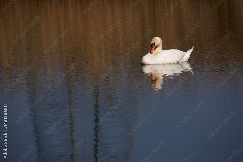 Łabędź niemy (Cygnus olor) na jeziorze w Polsce