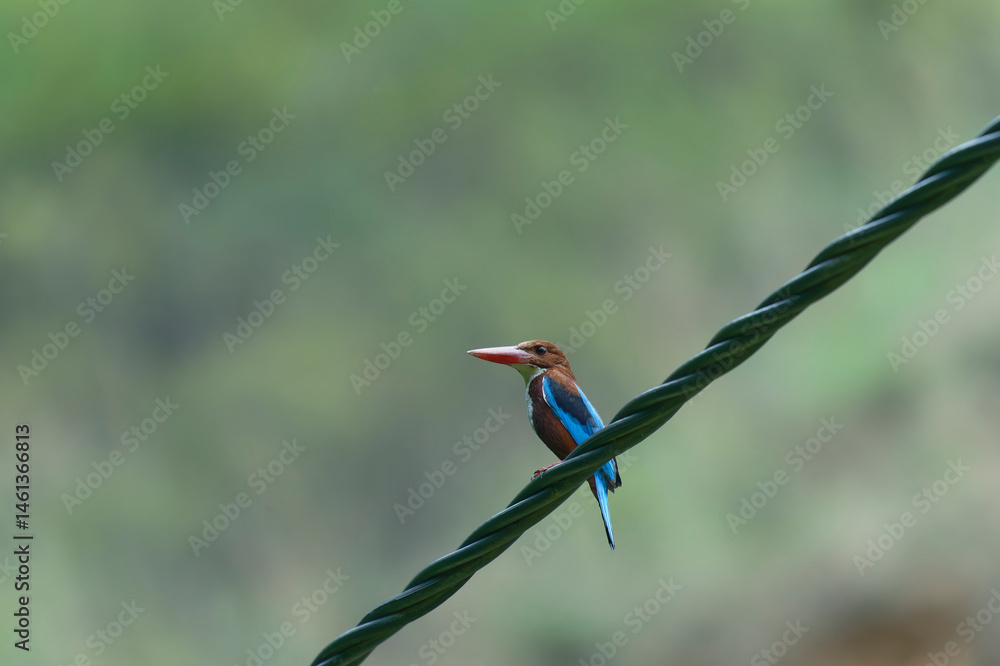 white throated kingfisher on green background white throated kingfisher on green background