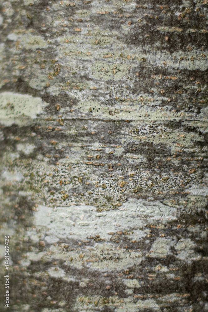 Bark texture with lichen in close-up