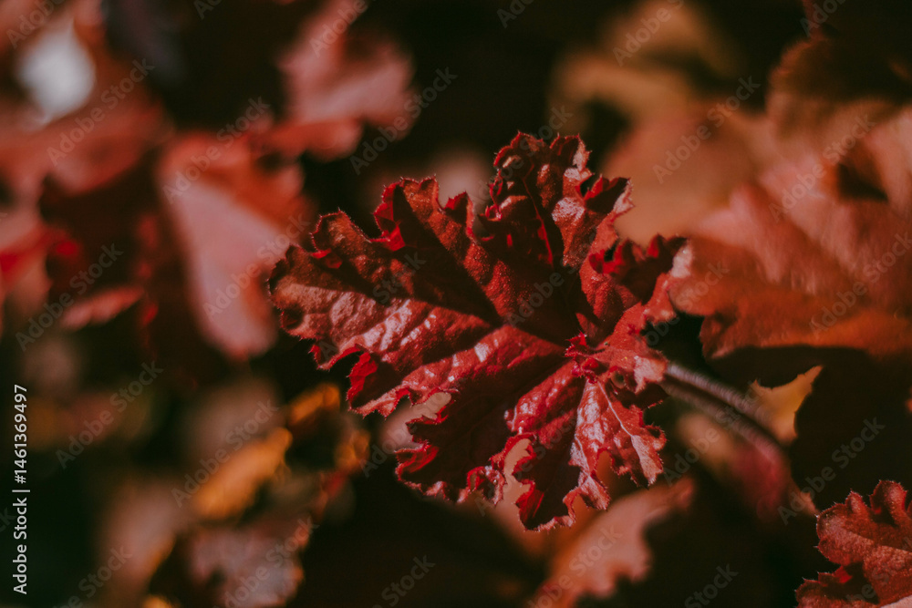 Ornamental shrub with juicy red leaves, macro shot of a leaf turned to the left