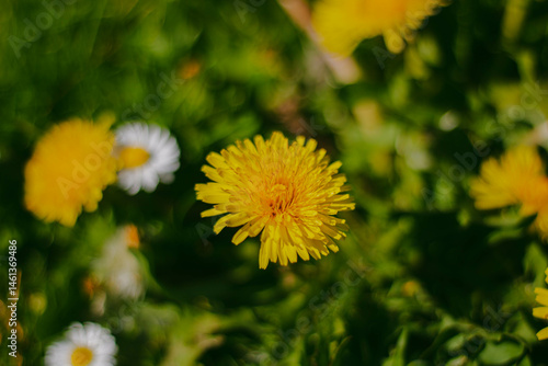 Obraz na płótnie Dandelion inflorescence in lush greenery w salonie
