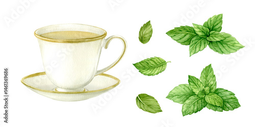 A cup of herbal tea and fresh mint leaves. Hand drawn in watercolor and isolated. Elegant porcelain cup with golden rim and mint leaves. Perfect for packaging design, tea labels, kitchen prints.