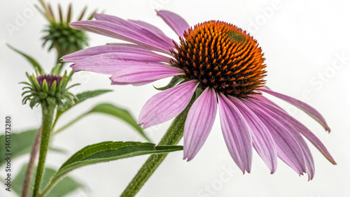 Herbal plant Echinacea purpurea or Purple coneflower on white or transparent background