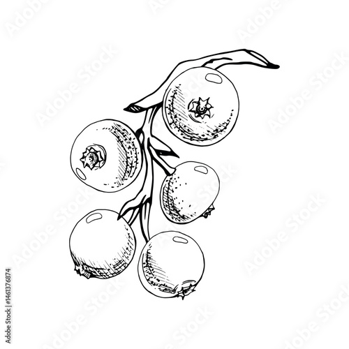 Cranberry lingonberry cluster bunch on branch, vector ink hand drawn, ripe swamp forest berry teaberry bearberry wintergreen. Isolated botanical illustration. Home preserves, stationery, scrapbooking