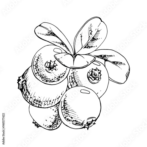 Cranberry lingonberry green leaves heap bunch, ripe swamp forest berry bearberry teaberry wintergreen, vector ink hand drawn. Isolated botanical illustration for restaurant, cafe menu, farmers market