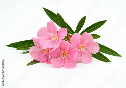 Oleander flowers and green leaves isolated on white background, close-up