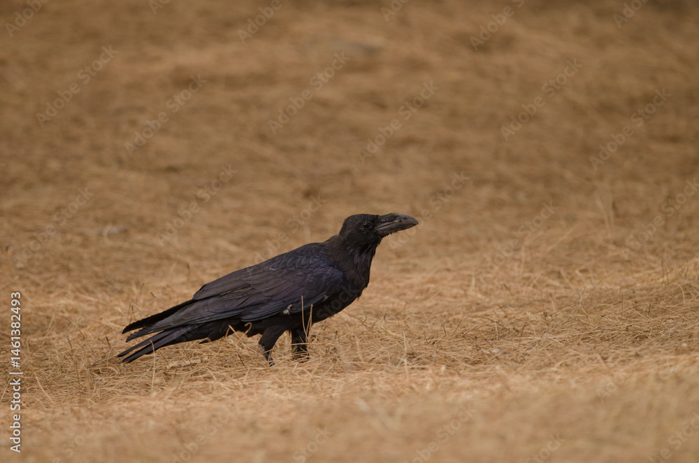 Obraz premium Common raven Corvus corax canariensis. The Nublo Rural Park. Tejeda. Gran Canaria. Canary Islands. Spain.