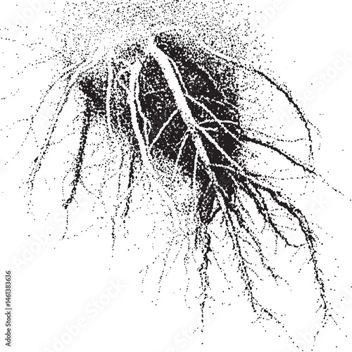 A dense network of roots spreads outward from a central point.