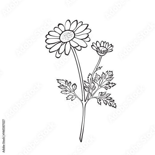 Vector line drawing of chamomile flower and stem on white background. Ideal for herbal tea packaging, cosmetic labels, tattoo designs, eco-friendly branding, and botanical wall art prints.