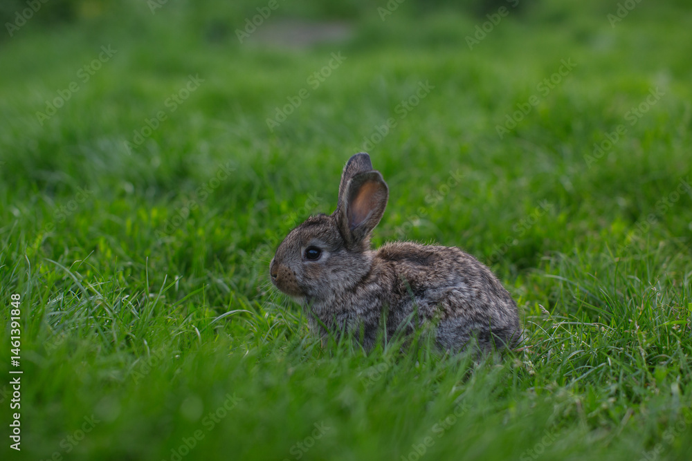 Fototapeta premium A little rabbit eats the juicy grass of the meadow in the summer.