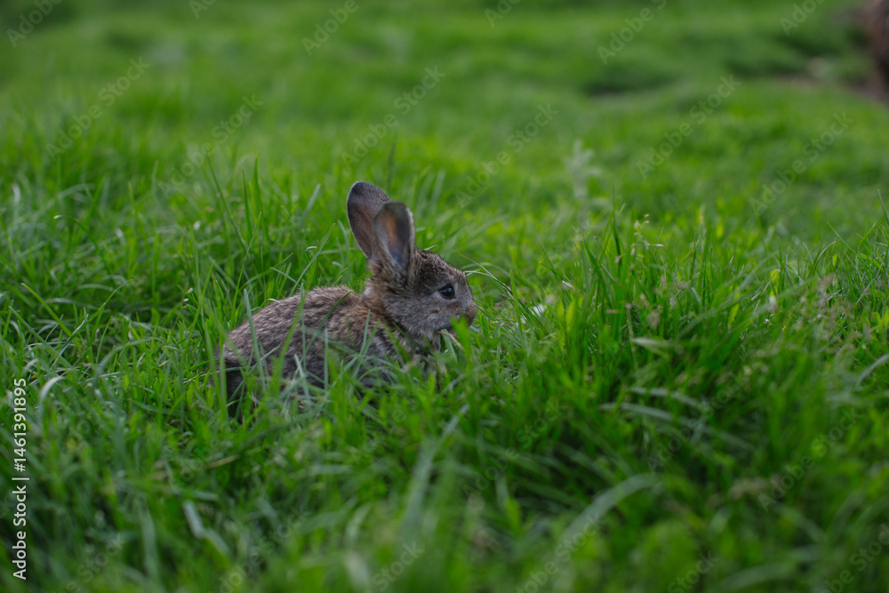 Fototapeta premium A little rabbit eats the juicy grass of the meadow in the summer.