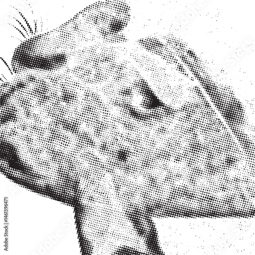 A close-up portrait of a giraffe's head shows its focused gaze and textured skin.