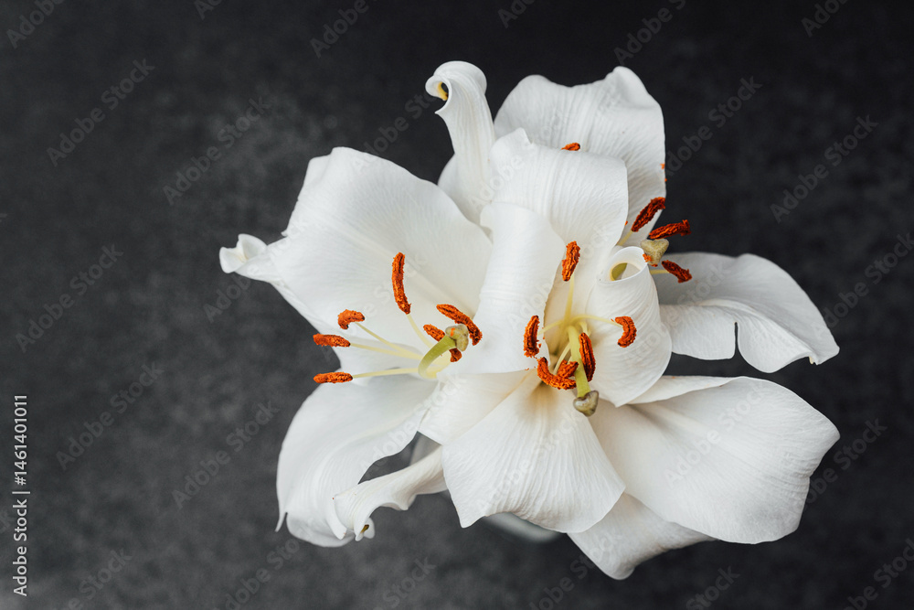 Beautiful white lilies blooming gracefully on a dark background