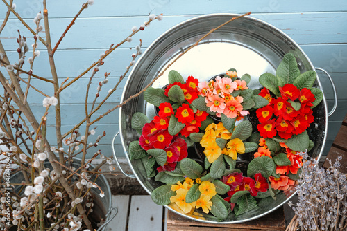 Colorful primrose flowers arranged in a metal tub at a garden setting