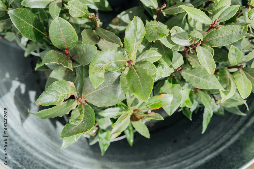 Green leaves grow in a pot on a sunny day in a garden setting