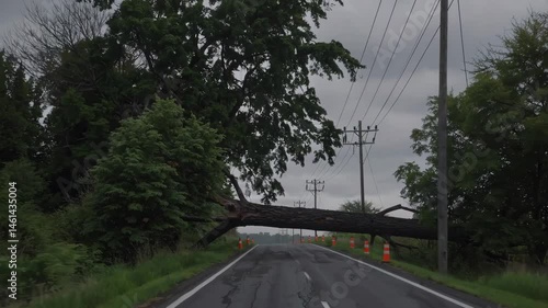 Fallen tree blocks rural road during storm with power lines and traffic cones