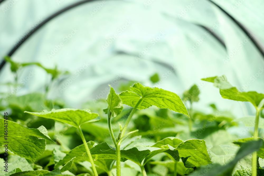 Close-up of cucumber seedlings in a greenhouse. Growing vegetables. Cultivation concept