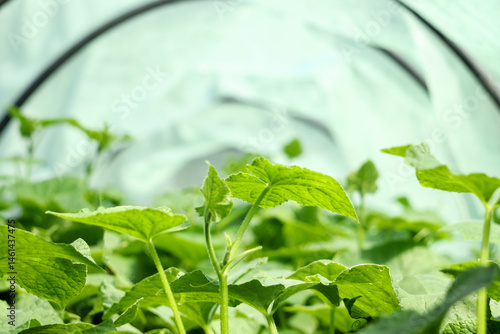 Close-up of cucumber seedlings in a greenhouse. Growing vegetables. Cultivation concept