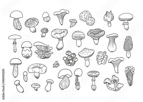 Mushroom doodle icon set. Hand-drawn vector illustration of edible mushrooms. Sketch style fungi collection for food design, packaging, kitchen decor, and organic products.