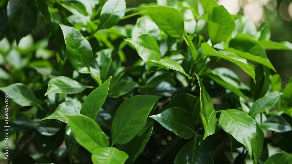 Lush greenery in gentle breeze: dynamic leaf movements in nature's tranquil setting Lush greenery in gentle breeze: dynamic leaf movements in nature's tranquil setting