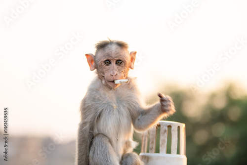 Canvas Print Barbary macaque ape, rhesus monkey smoking a cigarette, wildlife and urban envir