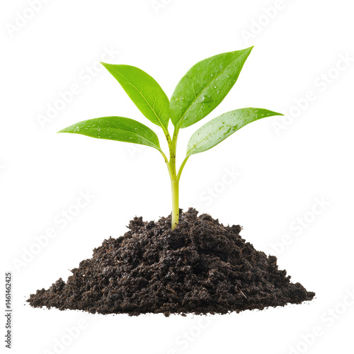 Wallpaper Mural Young sprout emerging from soil (8) Torontodigital.ca