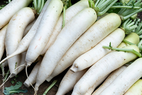 fresh radish on the market