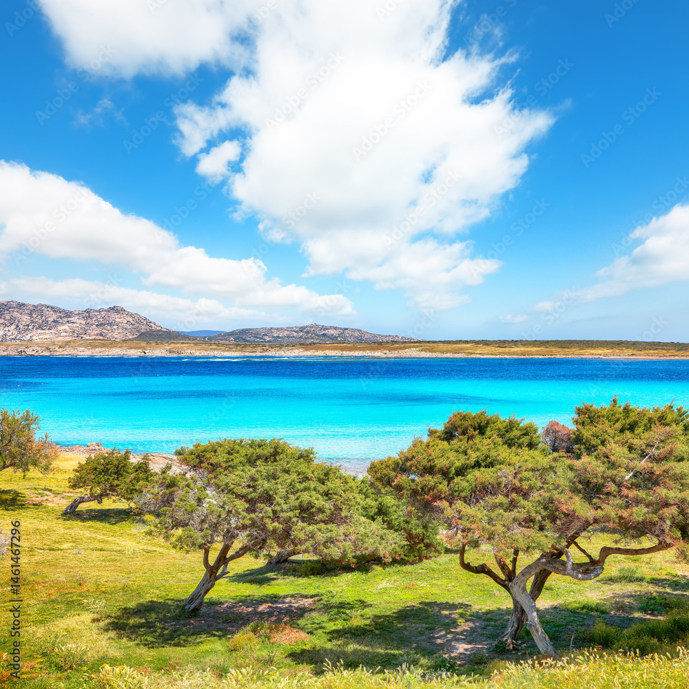 Breathtaking morning view of Famous La Pelosa beach and garden near Torre della Pelosa