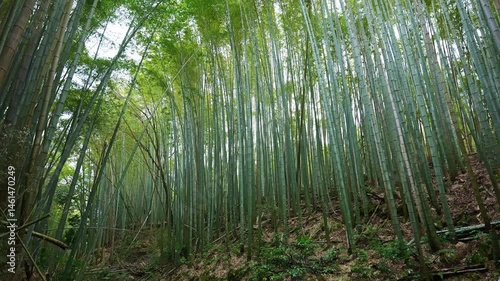 Bamboo grove in Kyoto, mysterious natural landscape of the Orient