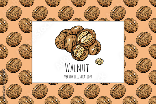 Walnut illustration with seamless nut pattern background