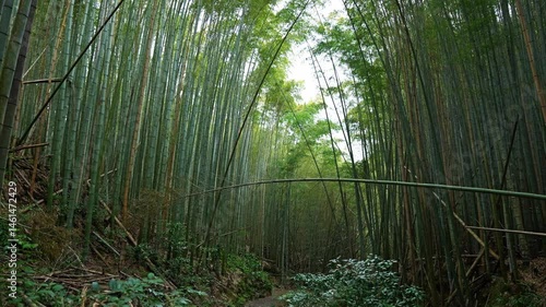 Bamboo grove in Kyoto, mysterious natural landscape of the Orient
