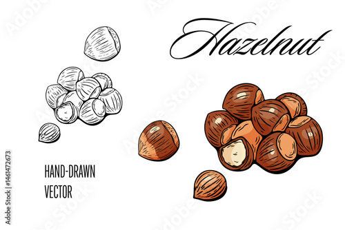 Hand-drawn hazelnut vector illustration with color version