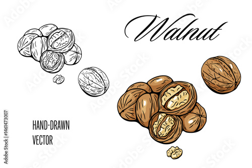 Walnut vector drawing with color and line art versions
