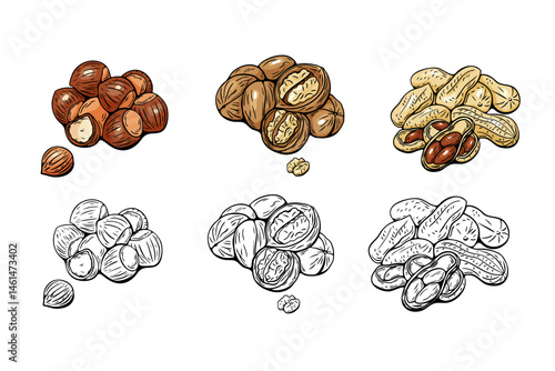 Hazelnut, walnut and peanut illustrations in vector style