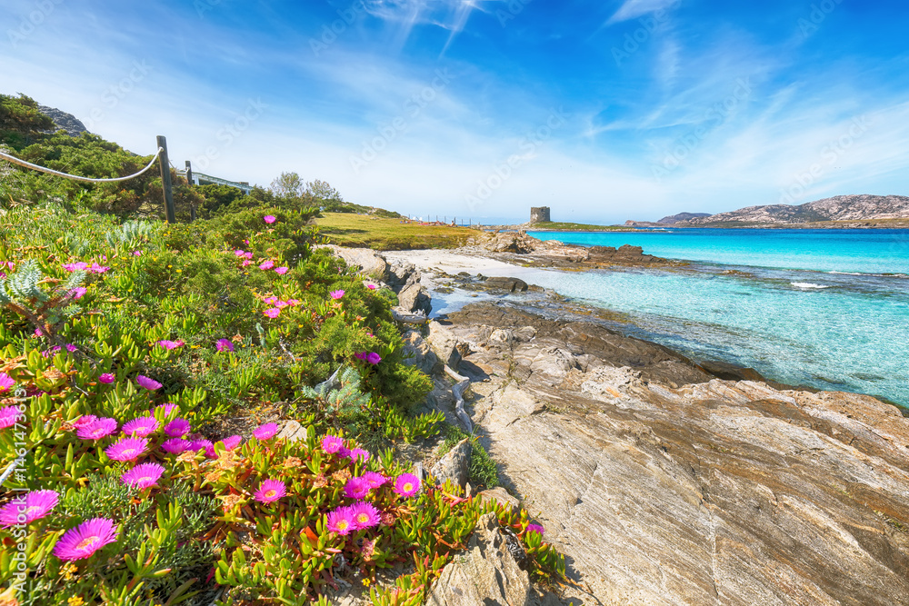 Unbelivable blooming flowers on Famous La Pelosa beach with Torre della Pelosa.