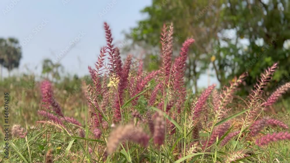 Cenchrus pedicellatus, previously Pennisetum pedicellatum, known simply as desho or as desho grass.Wild grass flower,Badami ,Bagalkot..Deenanath grass. Cenchrus pedicellatus, previously Pennisetum pedicellatum, known simply as desho or as desho grass.Wild grass flower,Badami ,Bagalkot..Deenanath grass.