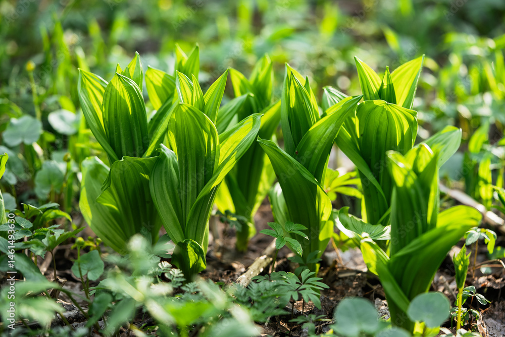 Fototapeta premium Fresh veratrum plants are emerging from the ground in a lush forest, their vibrant green leaves catching the sunlight, creating a captivating scene of springtime renewal and the beauty of nature