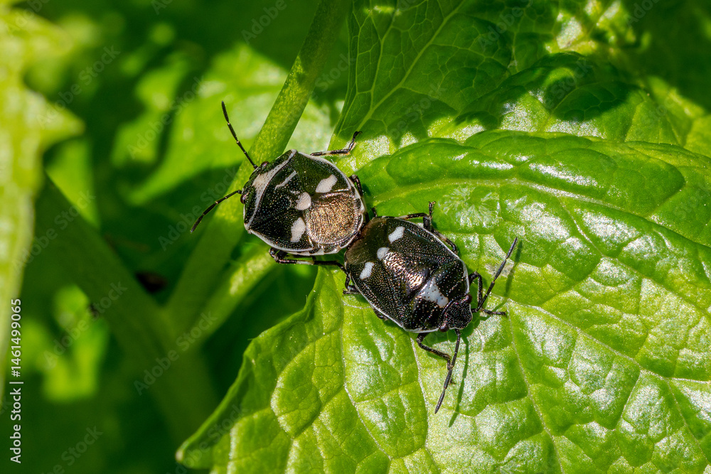 Naklejka premium Two mating cabbage bugs (Eurydema oleraceum) sitting on a green chard leaf in spring