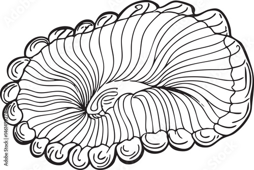 A stylized intricate of a spiraled seashell showcases delicate lines and organic curves.