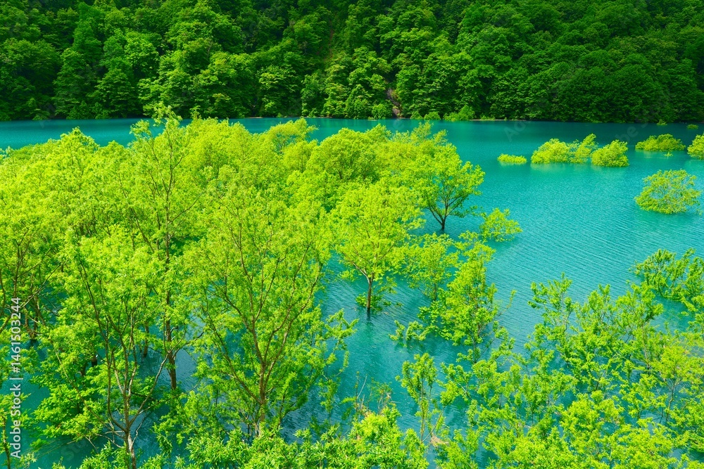 秋扇湖の水没林。仙北、秋田、日本。5月下旬。