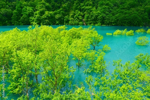 Obraz na płótnie 秋扇湖の水没林。仙北、秋田、日本。5月下旬。 w salonie